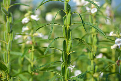 Close-up of bamboo plant