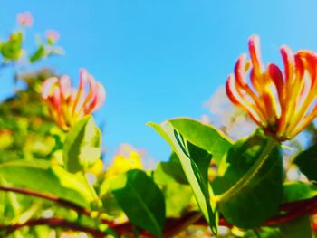 Close-up of flowering plant against blue sky