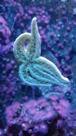 Close-up of jellyfish in aquarium