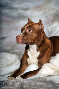 Close-up of a dog looking away