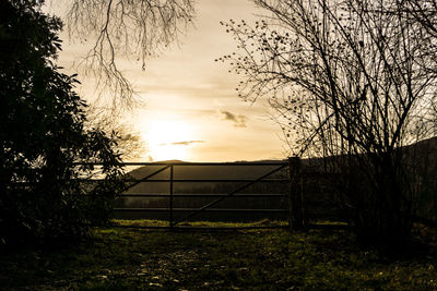 Trees on field against sky during sunset