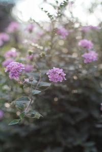 Close-up of pink flowers blooming outdoors