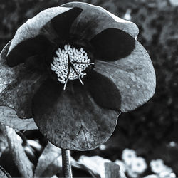 Close-up of flower