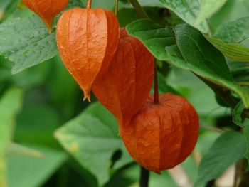 Close-up of orange leaves growing on plant