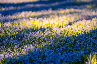 Full frame shot of yellow flowering plant on field