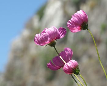 Close-up of pink flowering plant