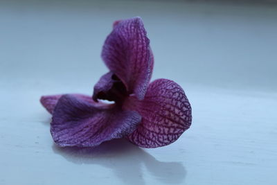 Close-up of flower against blurred background