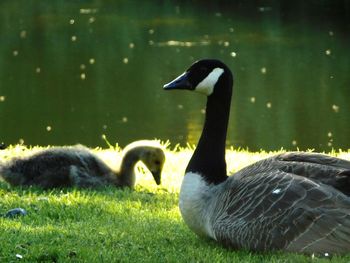 Ducks in a lake