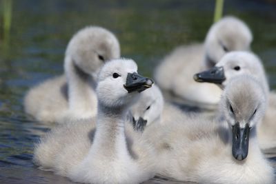 View of small cygnet in water