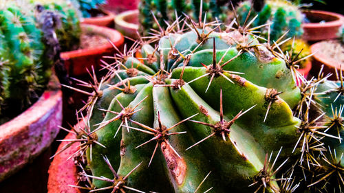 Close-up of succulent plant