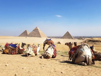 Horses on desert against sky