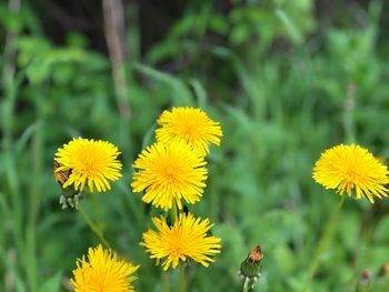 Close-up of yellow flowering plants