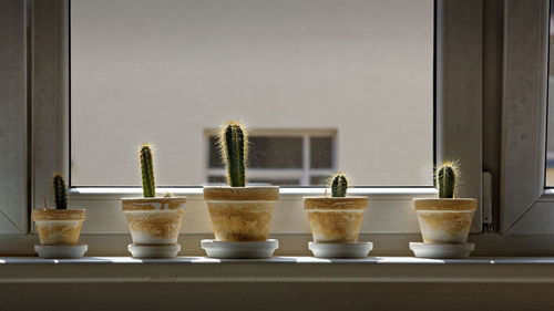 Close-up of potted plant on window sill at home