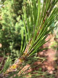 Close-up of fresh plant