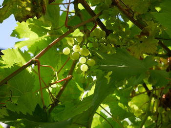Low angle view of fruit tree