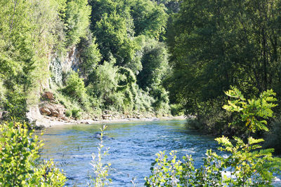 Scenic view of river amidst trees in forest