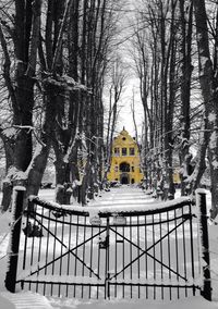 Snow covered trees