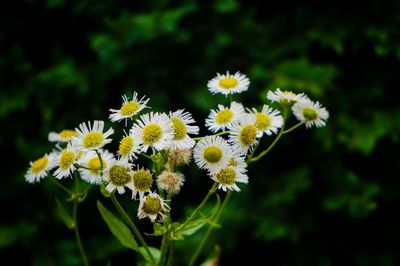 Close-up of white flowers
