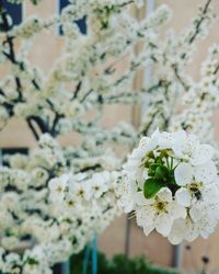 Close-up of white flowers