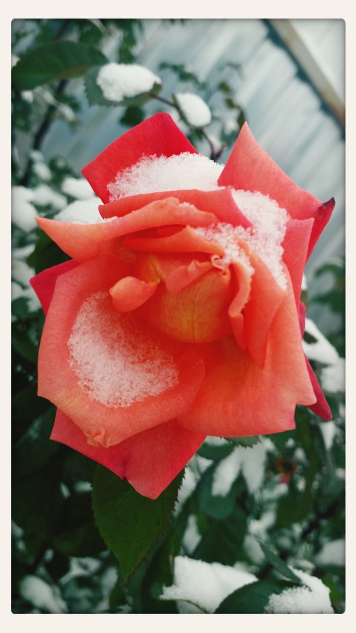 transfer print, flower, auto post production filter, petal, flower head, focus on foreground, fragility, red, close-up, freshness, beauty in nature, growth, blooming, single flower, rose - flower, nature, plant, day, in bloom, selective focus