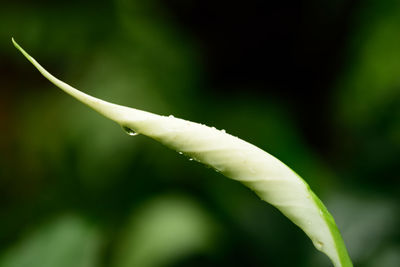 Water drop on leaf