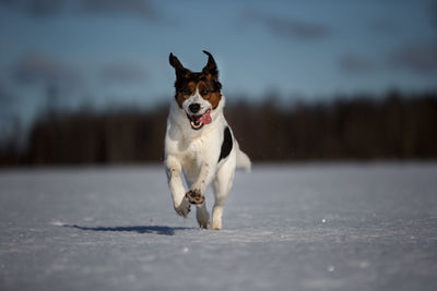 Portrait of dog running in snow