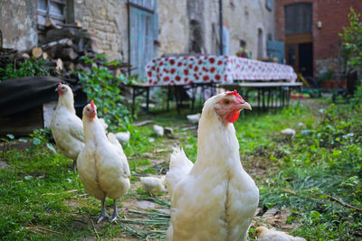 Three white chicken are standing with their chicks in the yard 