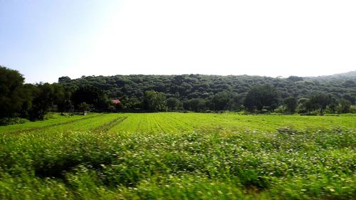 Scenic view of field against clear sky