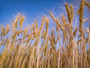 Low angle view of stalks in field against blue sky