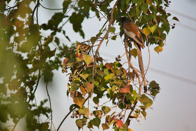 Low angle view of fruits growing on tree