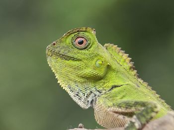 Close-up of lizard