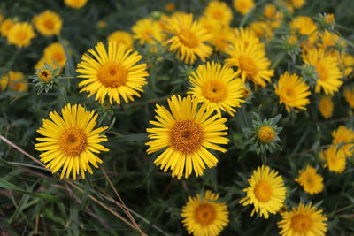 High angle view of yellow flowering plants on field