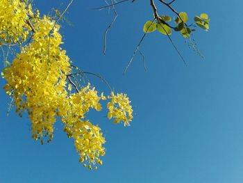 Low angle view of yellow flowers against clear blue sky