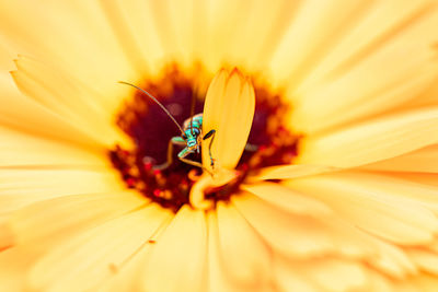 Close-up of insect on yellow flower