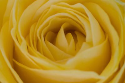 Full frame shot of yellow flower