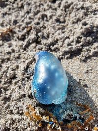 High angle view of jellyfish on beach