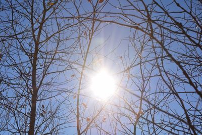 Sun shining through trees