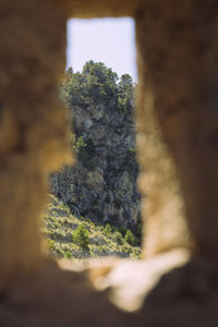 Close-up of moss growing on tree