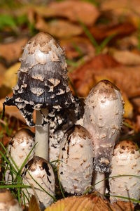 Close-up of mushrooms growing on field