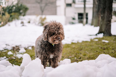 A beautiful spanish water dog standing in the snow. it is playing in the park. 