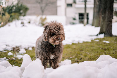 View of a dog on snow covered field