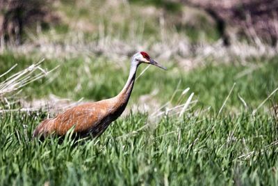 Side view of a bird on grass