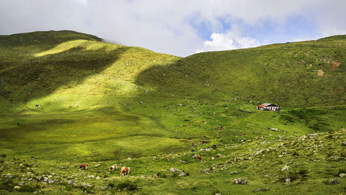 Scenic view of green landscape against sky