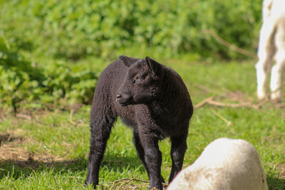 Lion standing in a field