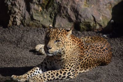 Close-up of tiger on rock