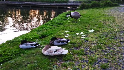 High angle view of birds in lake