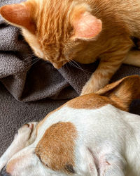 Close-up of a dog sleeping