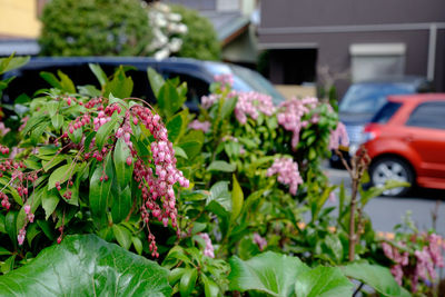 Close-up of pink flowers blooming 