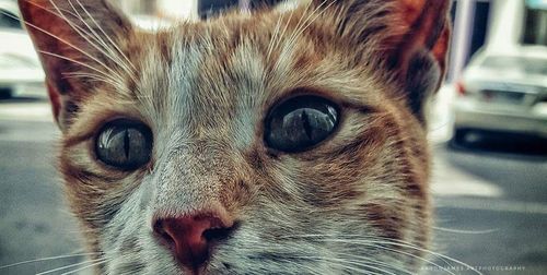 Close-up portrait of cat