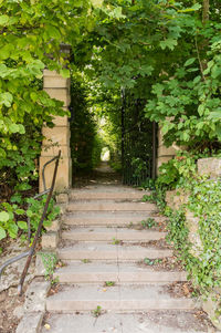Footpath amidst trees and plants growing on staircase